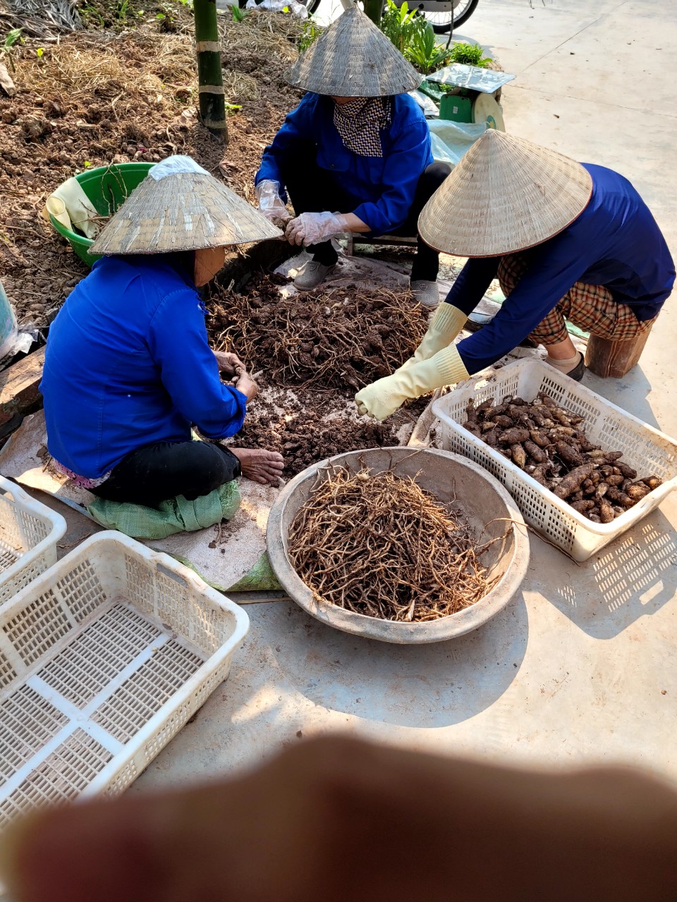 Bột hoàng thanh,mua bột hoàng thanh ở đâu? Bột hoàng thanh nhà trồng chính gốc ạ
